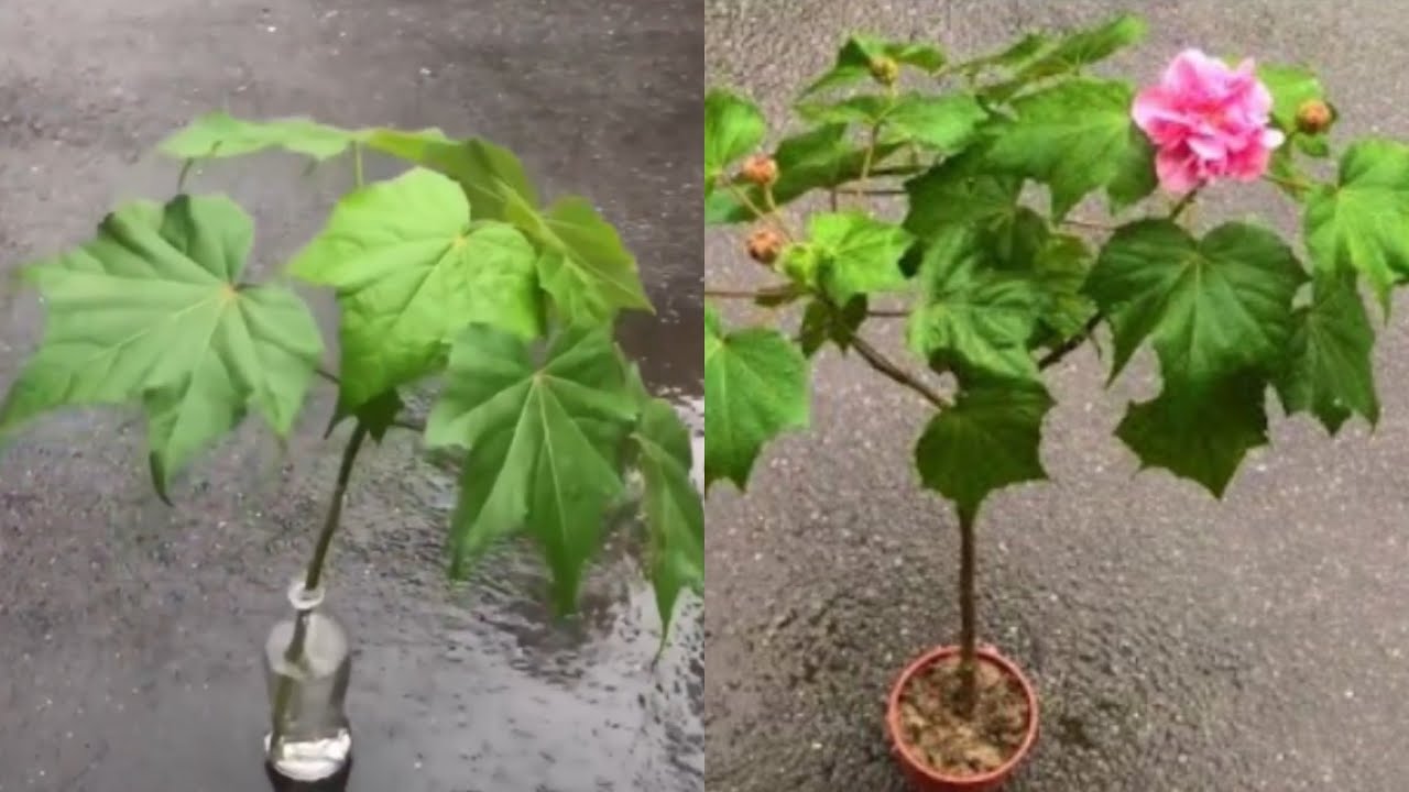 Plant trees in water.水培木芙蓉開花了