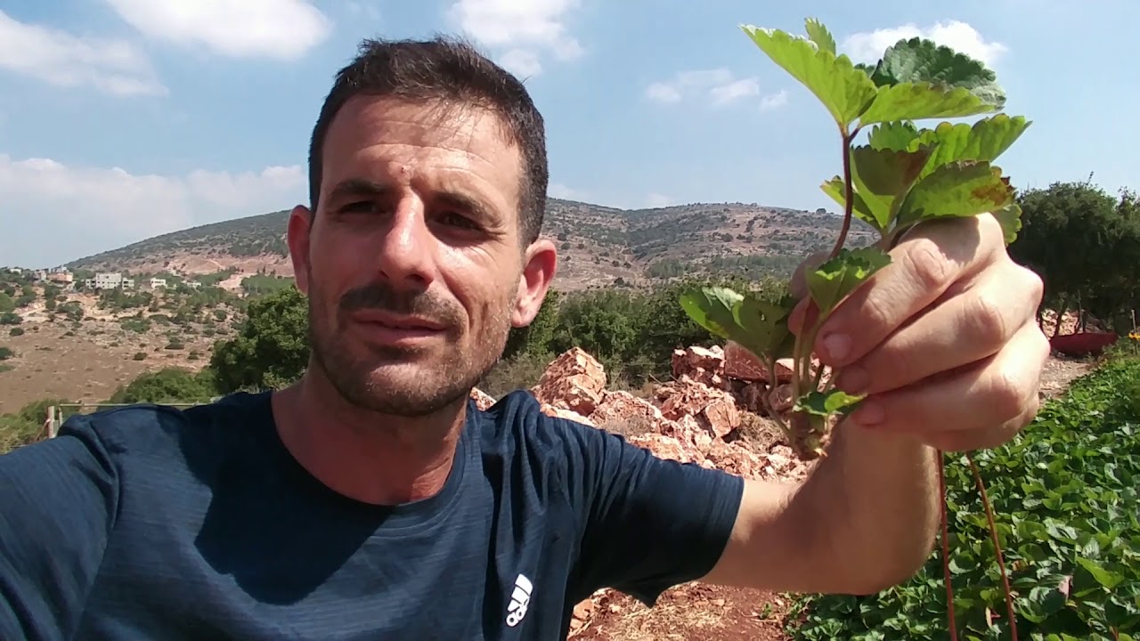 לקט - שתילי תותים בחינם!!