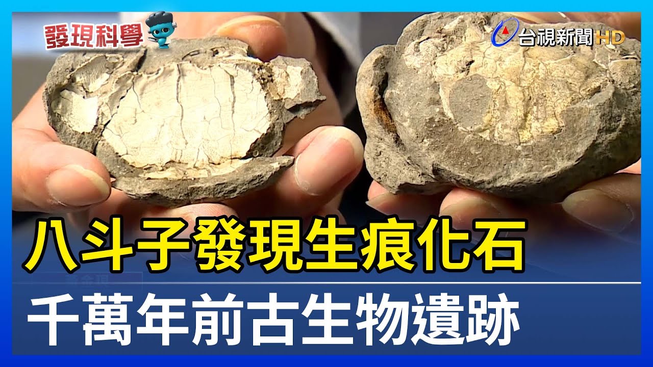 八斗子發現生痕化石 千萬年前古生物遺跡【發現科學】