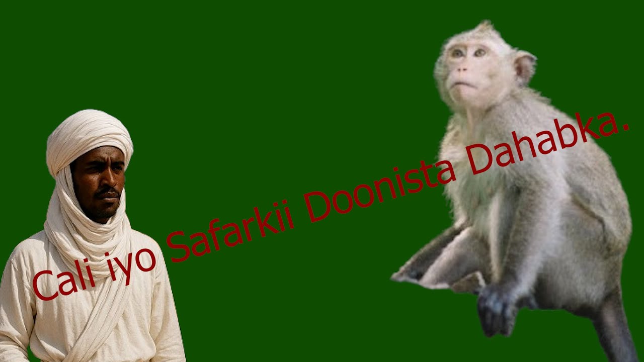 Sheeko : Cali iyo Safarkii Doonista Dahabka.