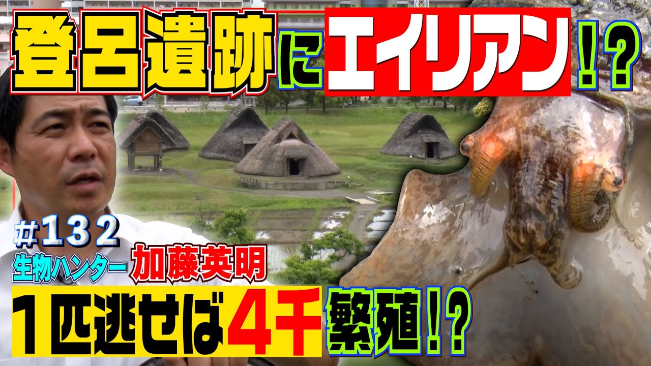 登呂遺跡にエイリアン！？稲作と在来種の大敵•ジャンボタニシ大量繁殖！網で掃討作戦！≫生物ハンター加藤英明・Japan wild hunter