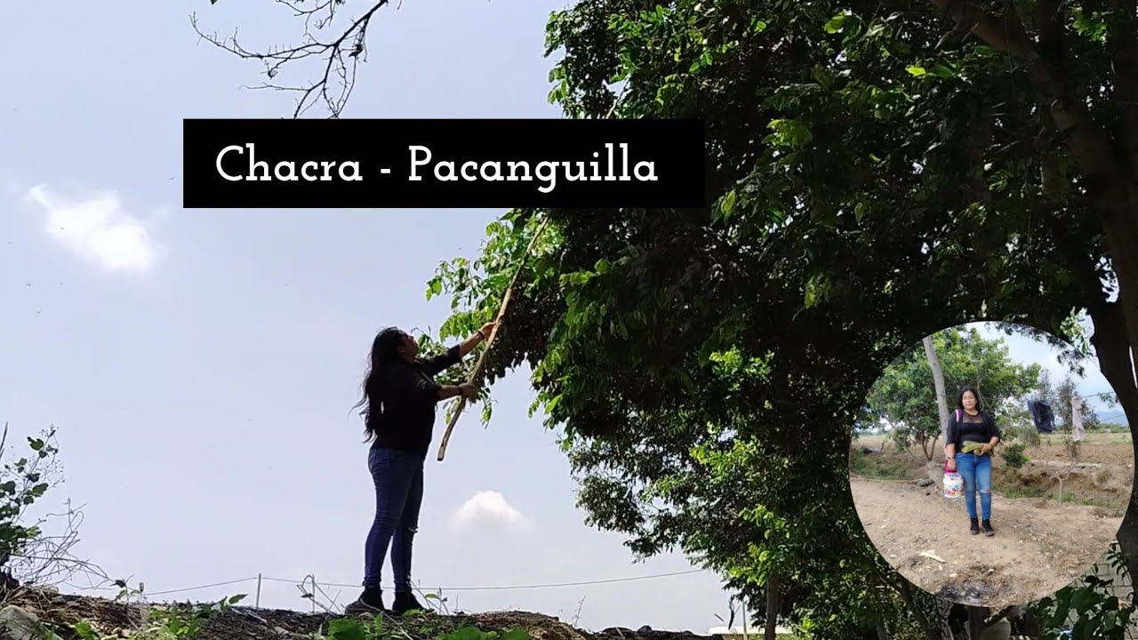 Vlog  - paseo en la chacra || Pacanguilla 