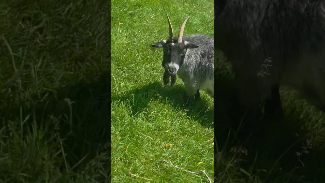 #goat