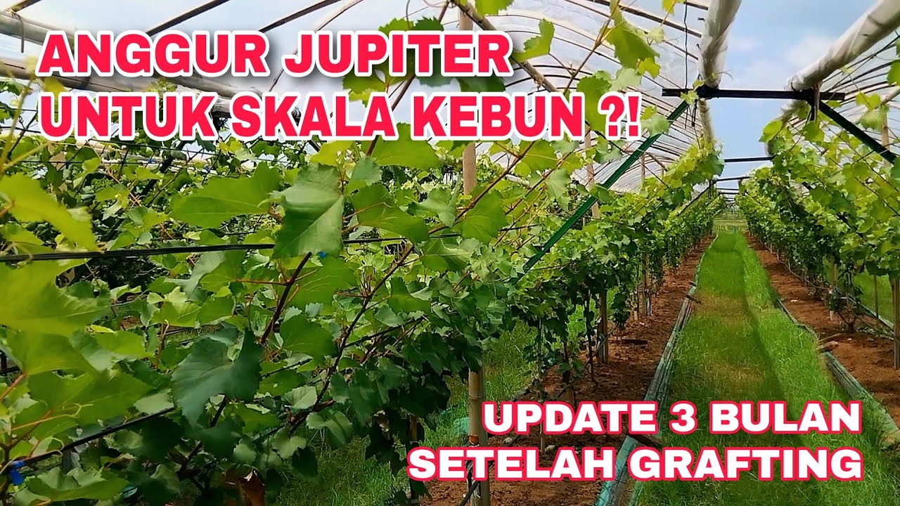 EPS 89 - UPDATE KEBUN ANGGUR 3 BULAN SETELAH GRAFTING