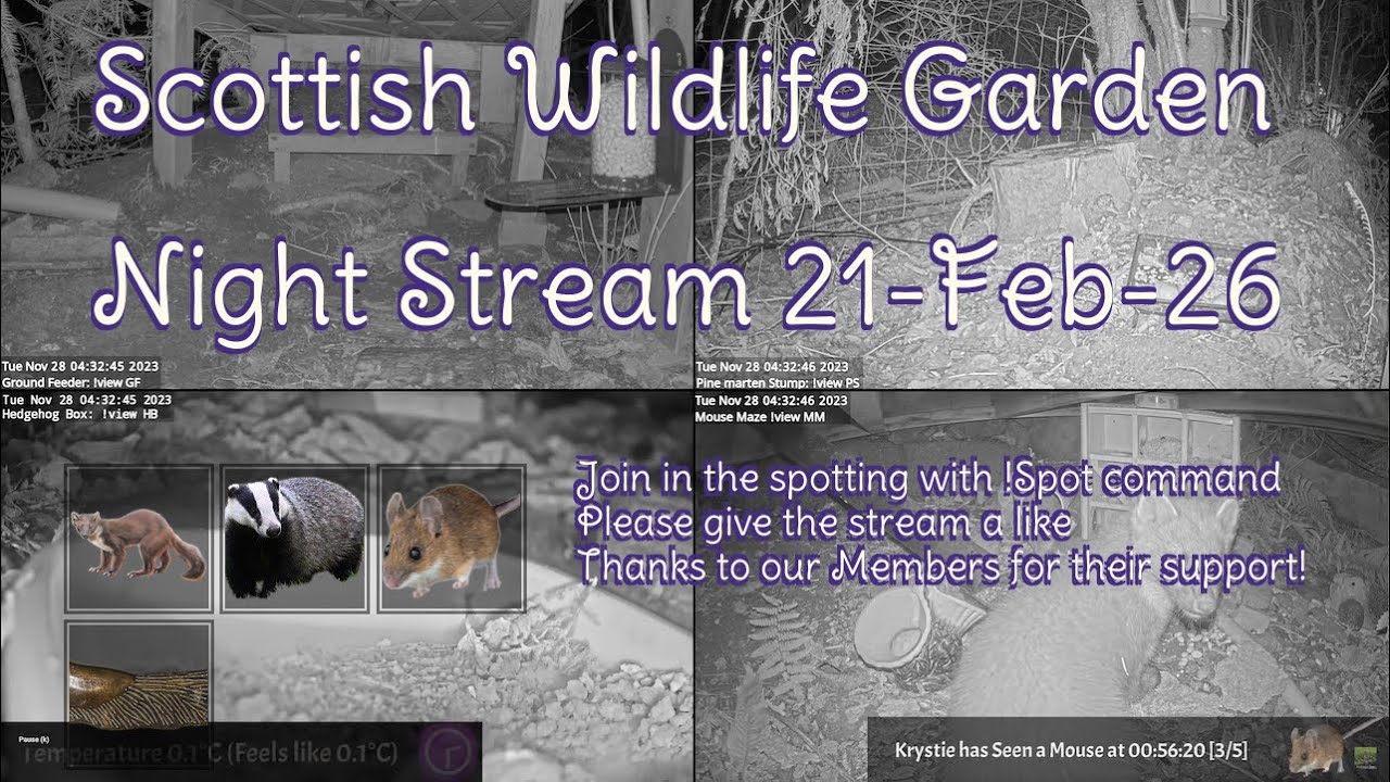 LIVE 🔴 Bird Feeders, Wildlife Cameras Scotland UK from Scottish Wildlife Garden