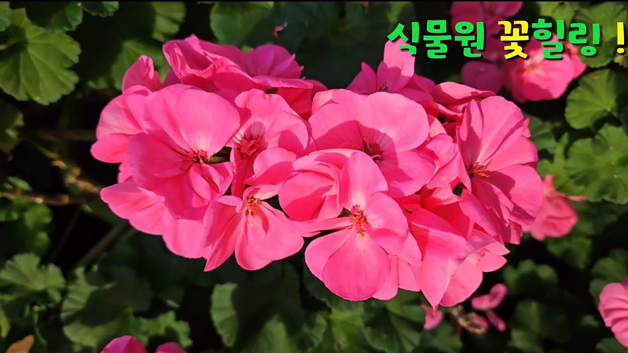 식물원 꽃힐링 #제라늄 #식물원 