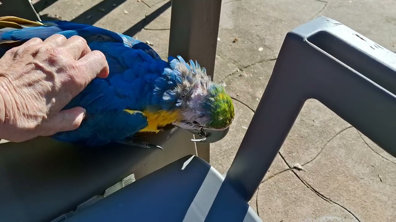 BrokenBirds.org  Some beauty, courage and unconditional love in life ❤️ 