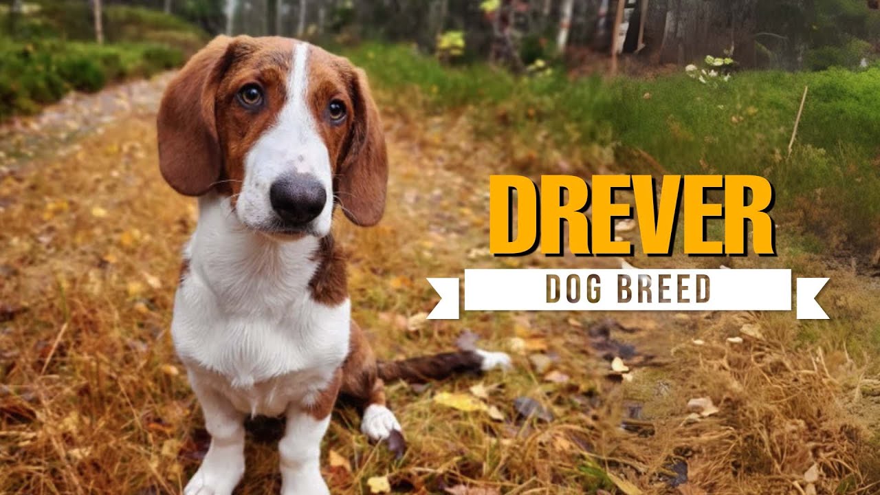 Drever Dog Breed - Everything You Need to Know