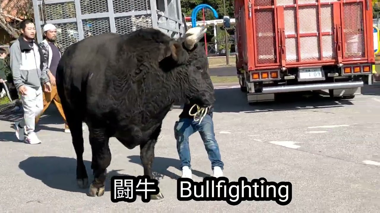 闘牛　Bullfighting