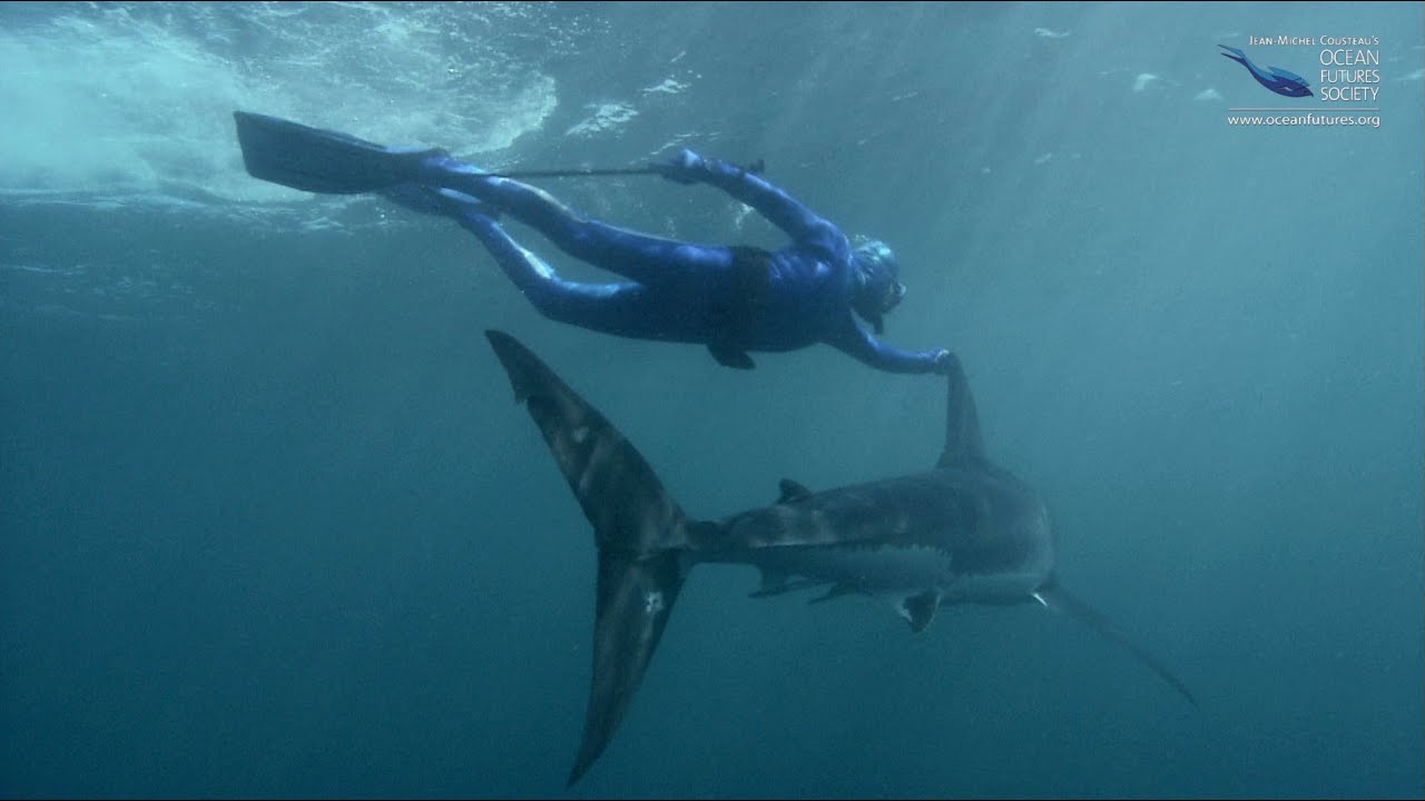 Jean-Michel's Great White Shark dive from Sharks at Risk