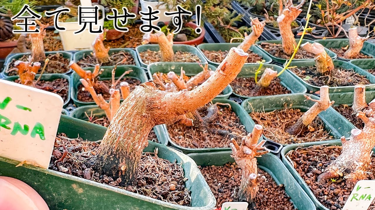 宮様楓の寄植えを分解して数年。現在の状況を確認してみた。