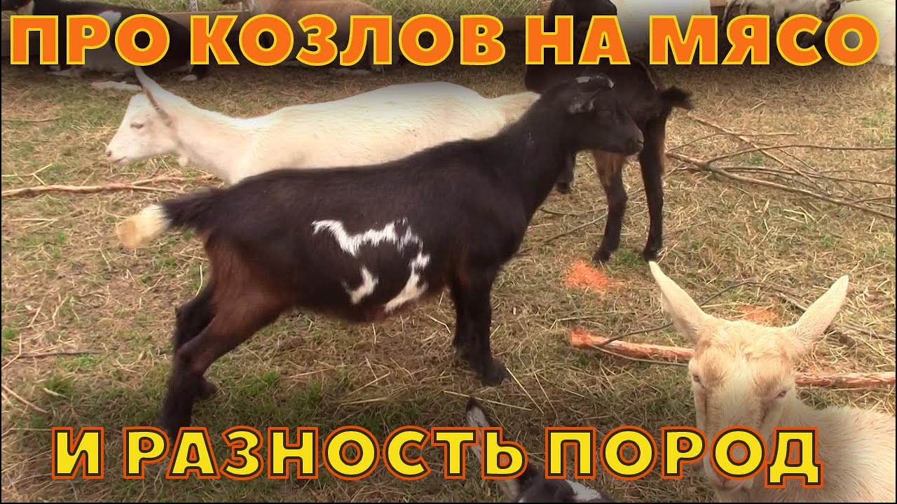 Про козлов на мясо и разницу пород