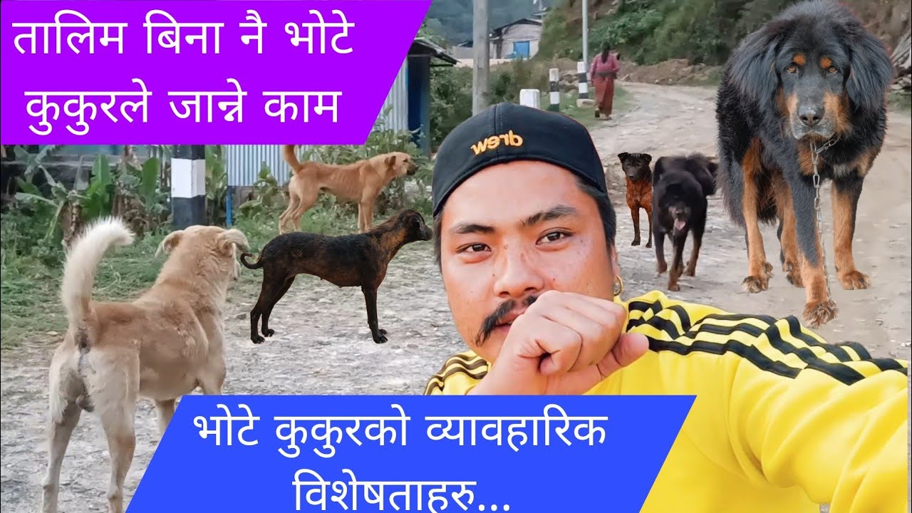 What kind of  Bhote Kukur ? Guardian Dogs behaviour ||