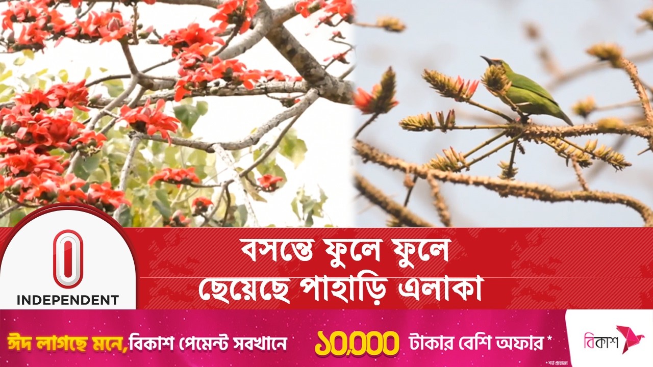 শিমুল-পলাশে সেজেছে খাগড়াছড়ির পাহাড়, মুগ্ধ ভ্রমণপিপাসুরা | Independent TV