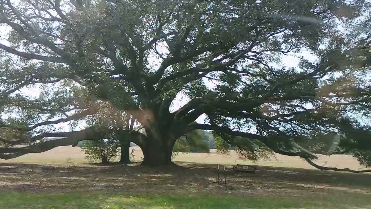 Onward To Another Adventure - TREEmendoous Scenery! 