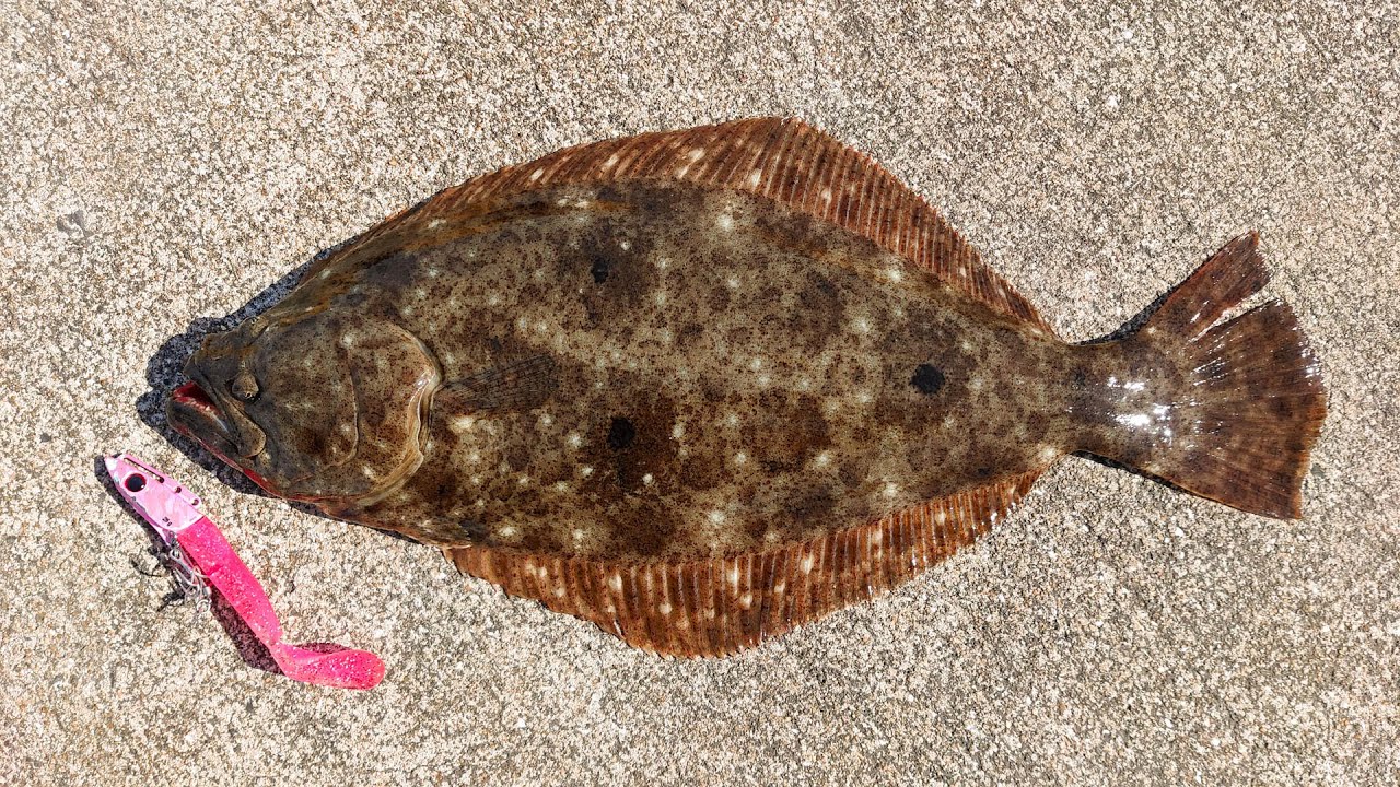 堤防からルアーでヒラメ釣り