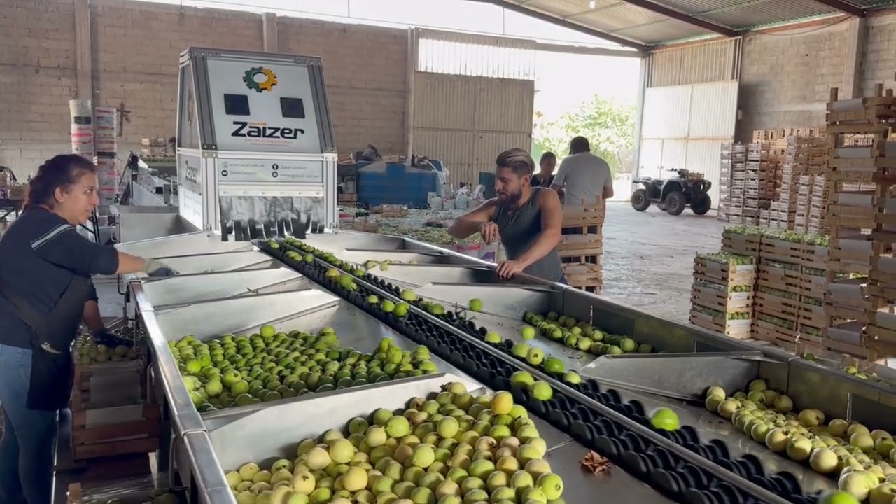 Clasificadora de Guayaba - Los 3 potrillos - Santa Ana Michoacán