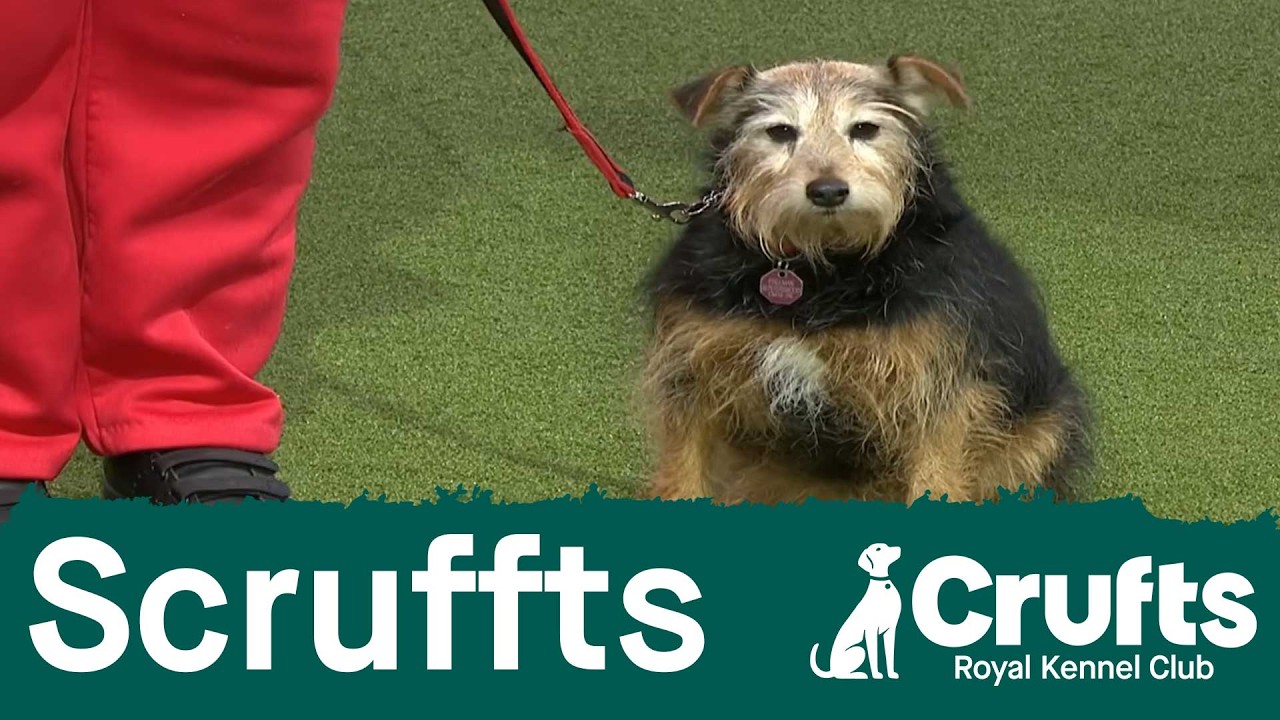 Scruffts final | Crufts 2026