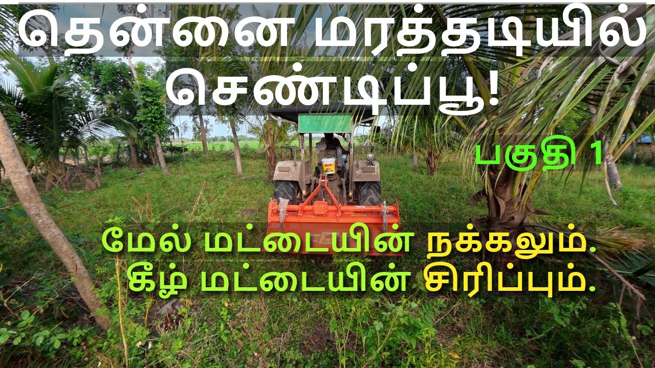 இப்போ செண்டிப்பூ வயலாகும் தென்னந்தோட்டம்! நம்ப முடியல. Marigold Farming Begins Between Coconut Trees