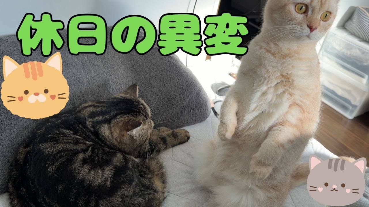 ♯270 休日の異変！まったりしていたニャンずを脅かす音の正体とは…