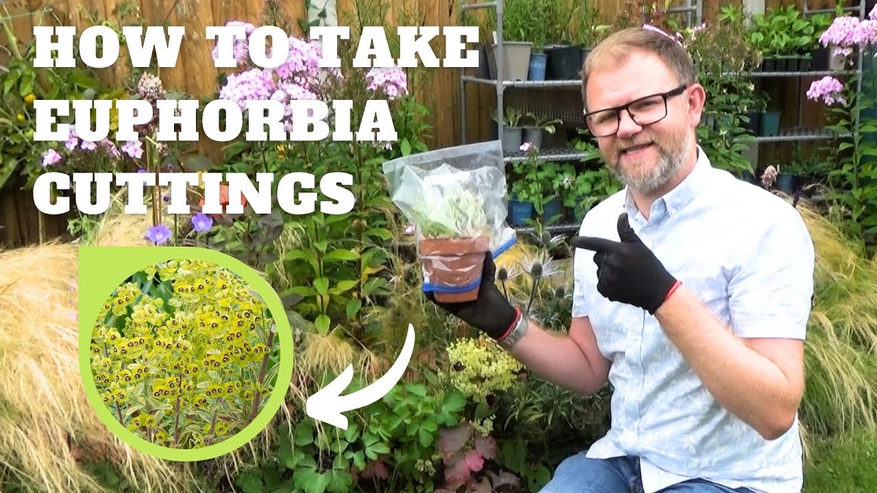 How to Take Euphorbia (Spurge) Cuttings | Summer Perennial Cuttings | How to Propagate Euphorbias