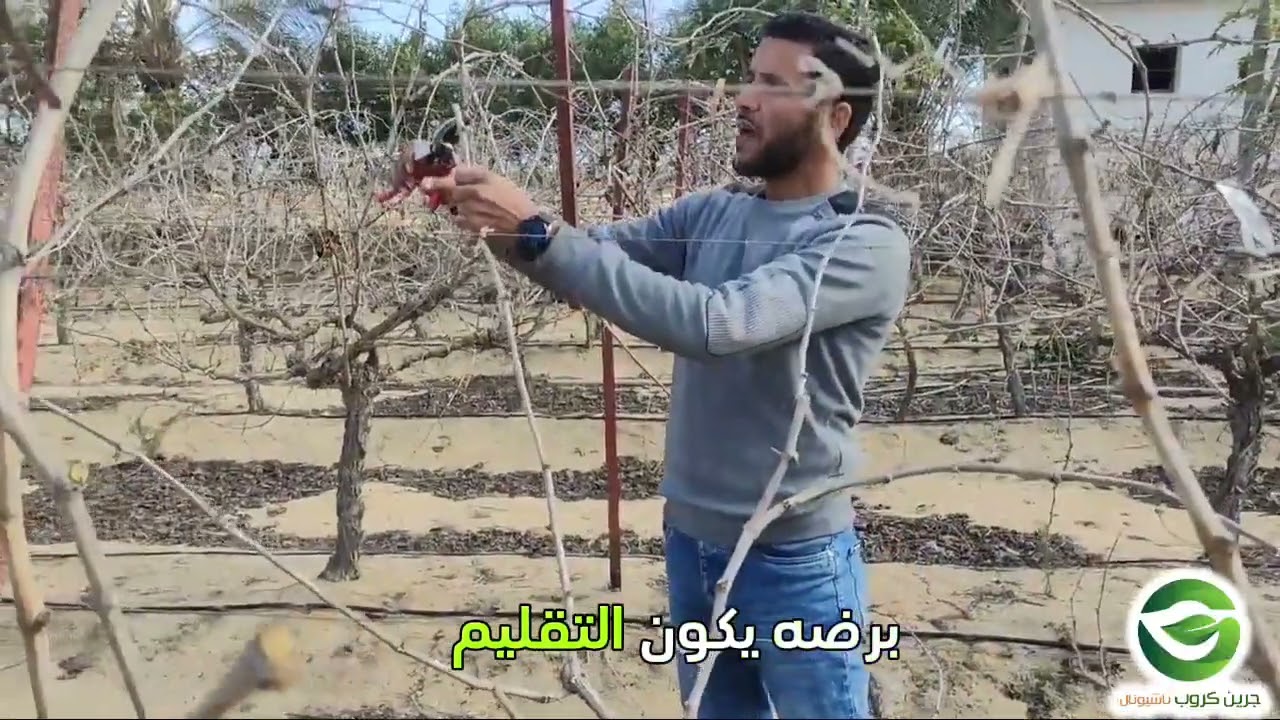 غلطة تقليم واحدة… ممكن تضيّع موسم عنب كامل! 😱🍇