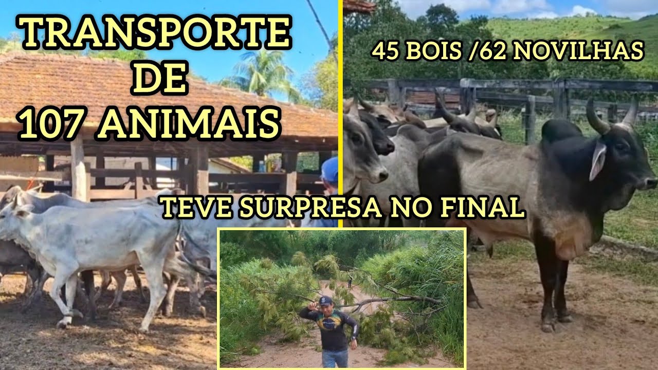 Transporte Bruto, Pegada forte!!💪🏻💪🏻💪🏻