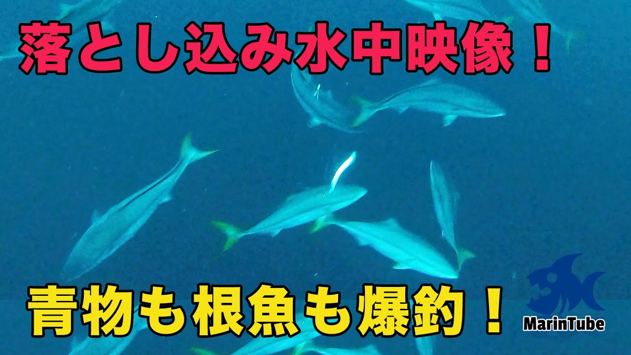 落とし込み釣り仕掛けにGoProつけて撮影してみたら・・・イワシにブリ、マハタ、キジハタが襲いかかる！