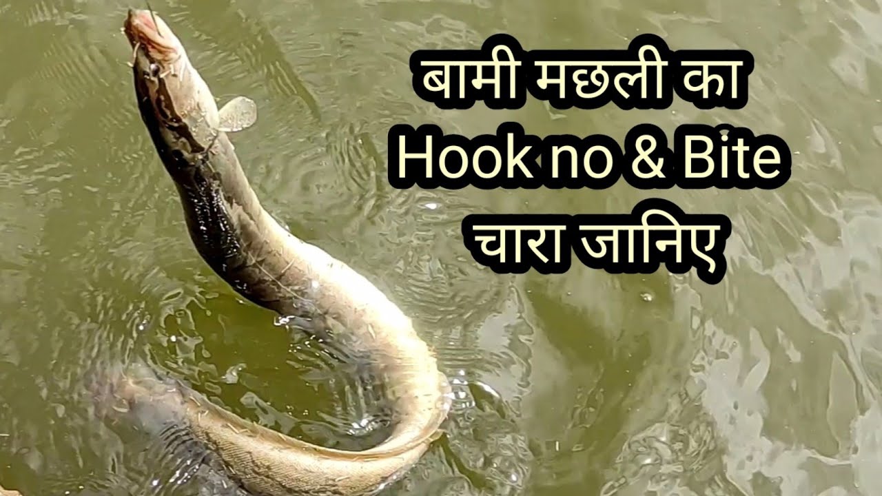 Baam fish | Fish hunting | Bam fishing | Machhali Pakadne ka tarika | Bam fish hook no & bite Chara