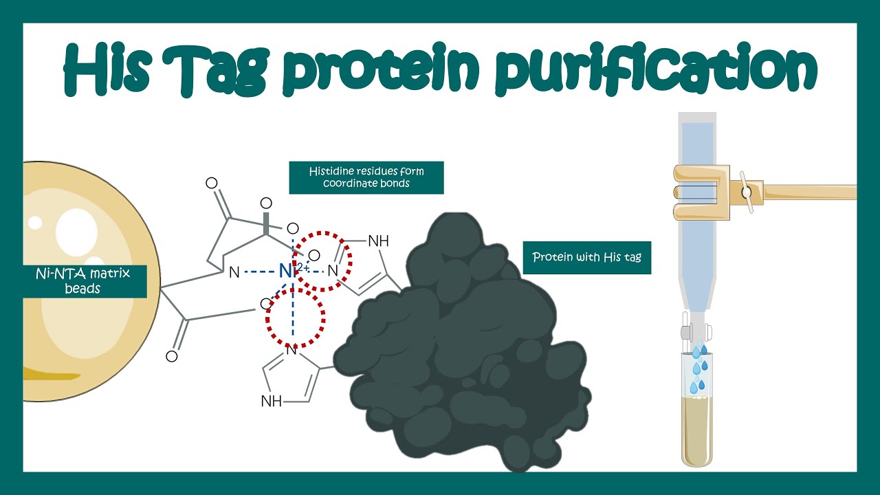 His tag protein purification | Application of his tag purification | Affinity chromatography