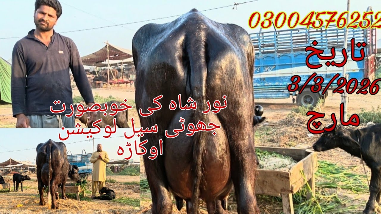 Noor shah ki high milking top buffalo sale Okara Animal Tv 03004576252/3/3/2026