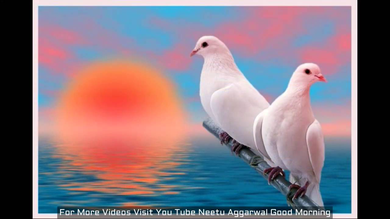 Morning Wishes,Good Morning Greetings,Wallpapers,E-card,Good Morning Whatsapp video