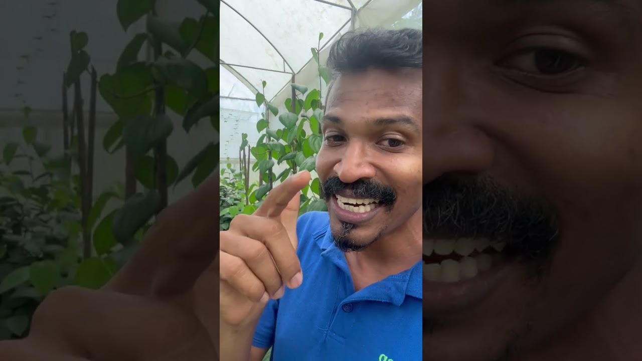 සල්ලි ආකරයක් betel leaf greenhouse