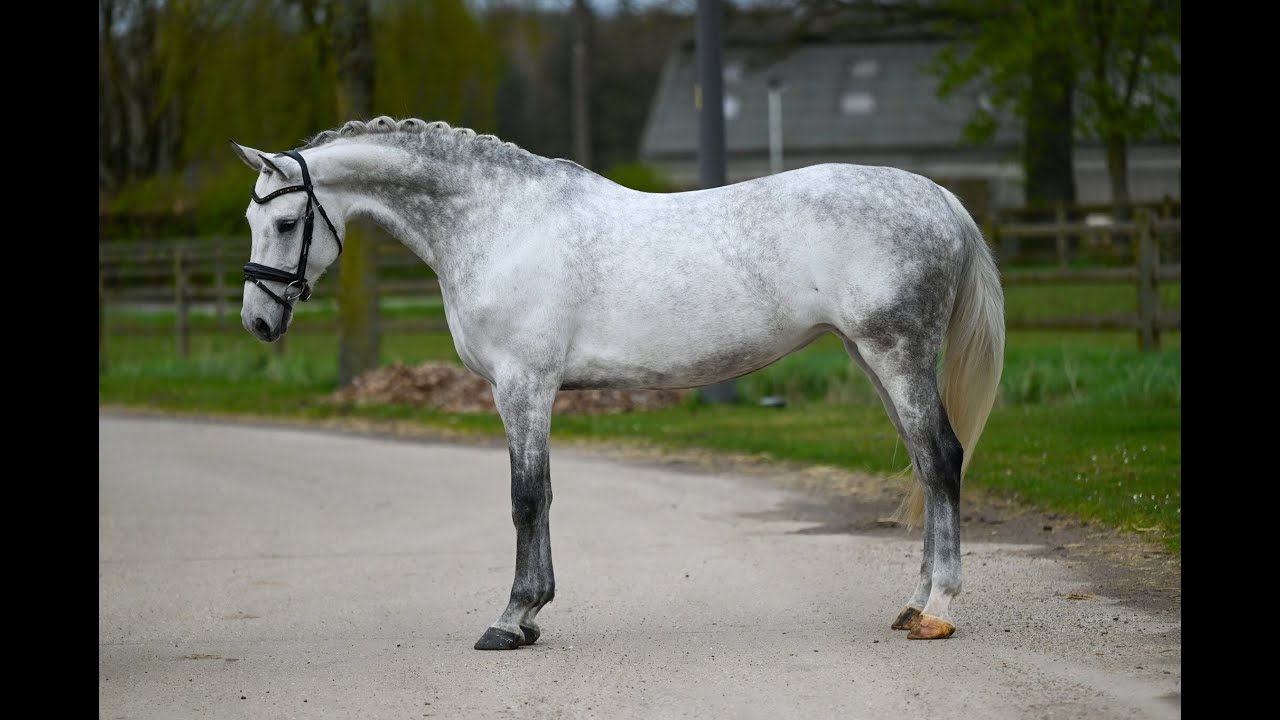 Clintana Drum vh Juxschot Z: CIGARET JVH Z x ARMSTRONG VAN DE KAPEL