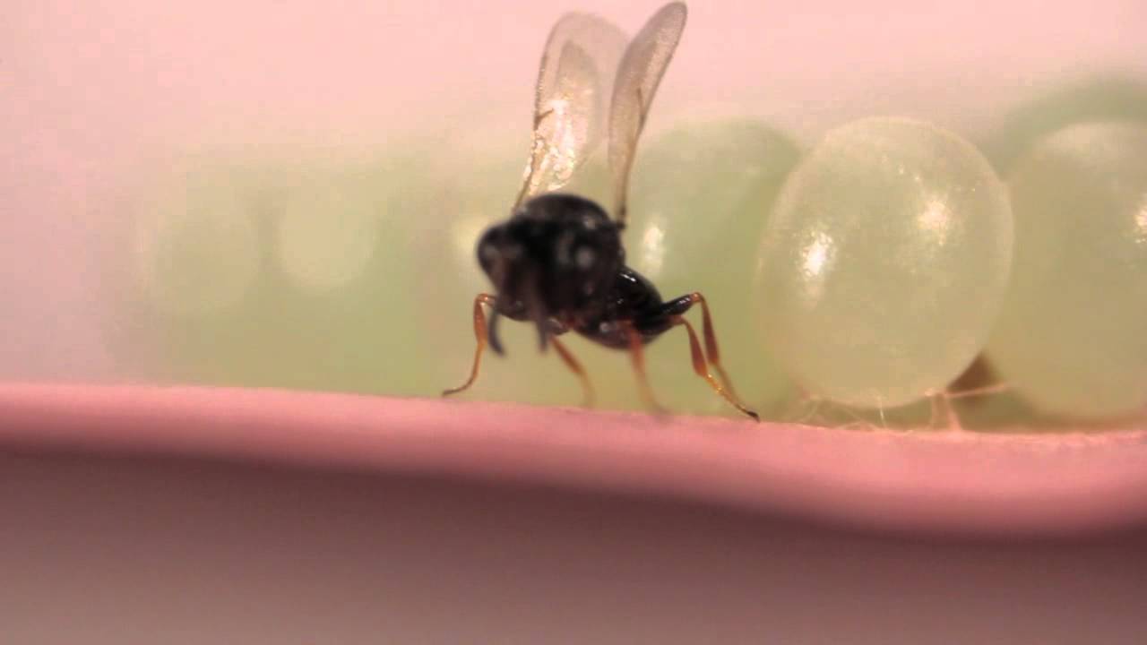 Trissolcus japonicus: An Egg Parasitoid of the Brown Marmorated Stink Bug (Halyomorpha halys)