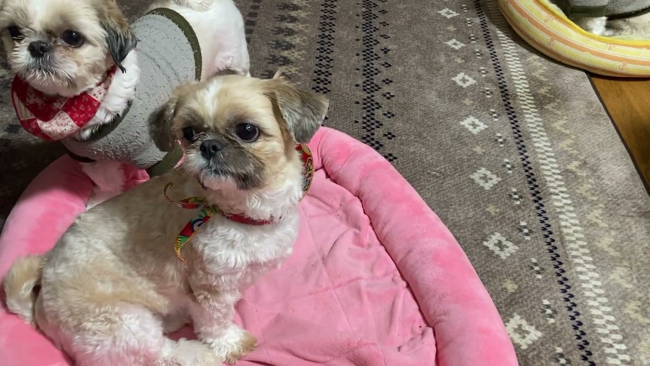 ブラッシングタイムのご紹介。ママ犬めいちゃん🐶#シーズー大好き部 #シーズー #癒し #犬のいる生活 #cute #可愛い #愛犬 