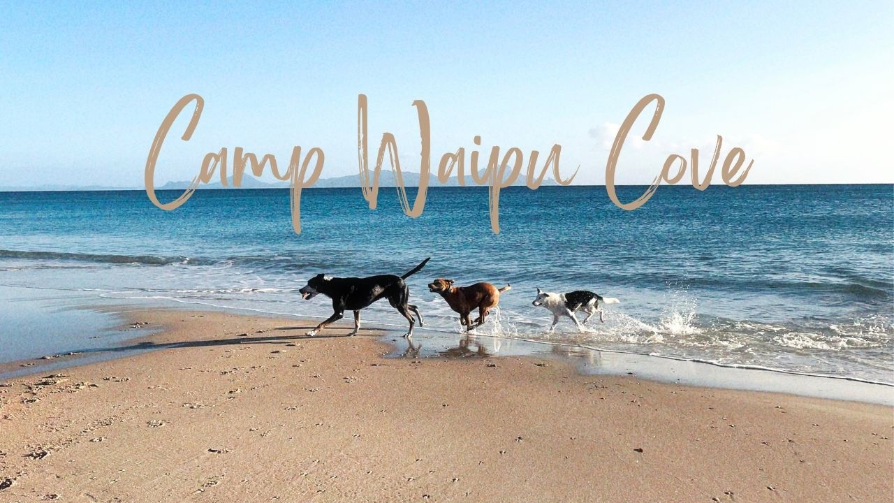 Camp Waipu Cove | NZ Adventures 