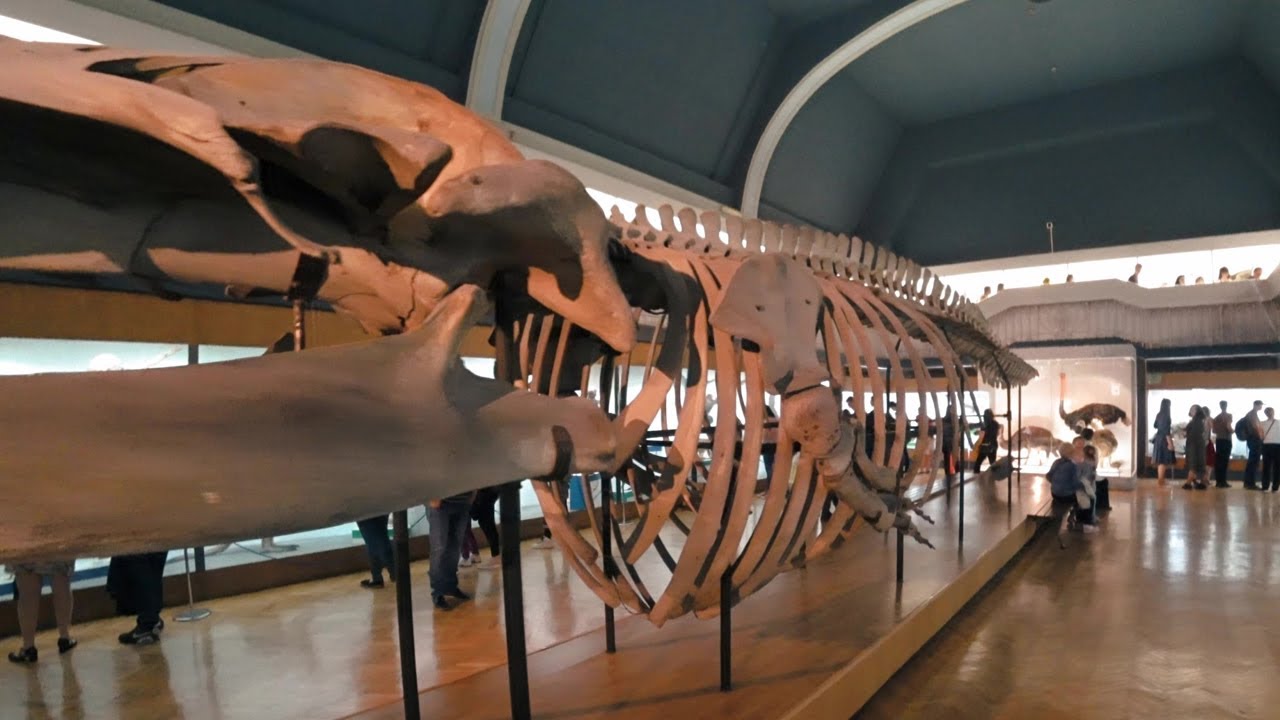 Muzeum Przyrodnicze Wrocław