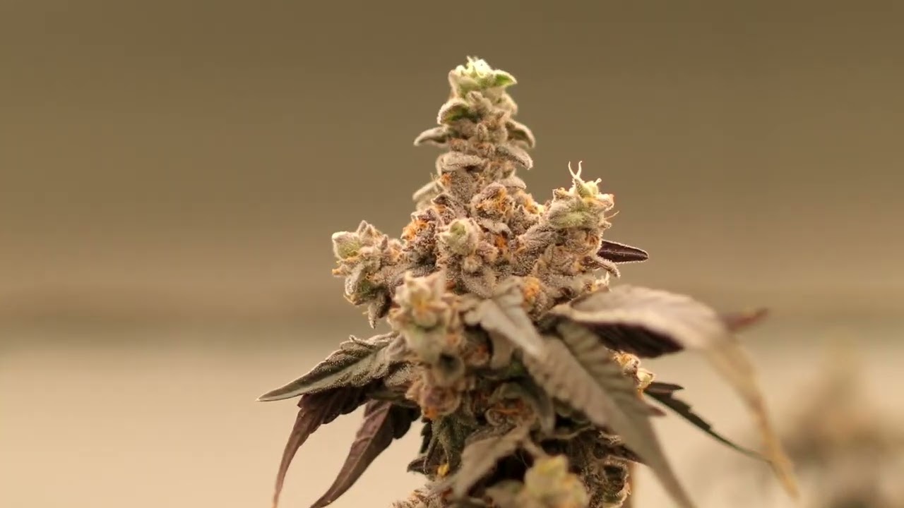 West coast genetics presents &ldquo;manzanitas & banana fosters&rdquo;