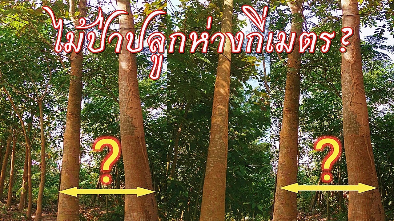 ไม้ป่าปลูกกี่เมตรดี???ที่สวนปลูกถี่ๆชาวบ้านบอกปลูกอย่างนี้20ปีก็ไม่โต ทำอย่างไรดี!!!😰😢😥
