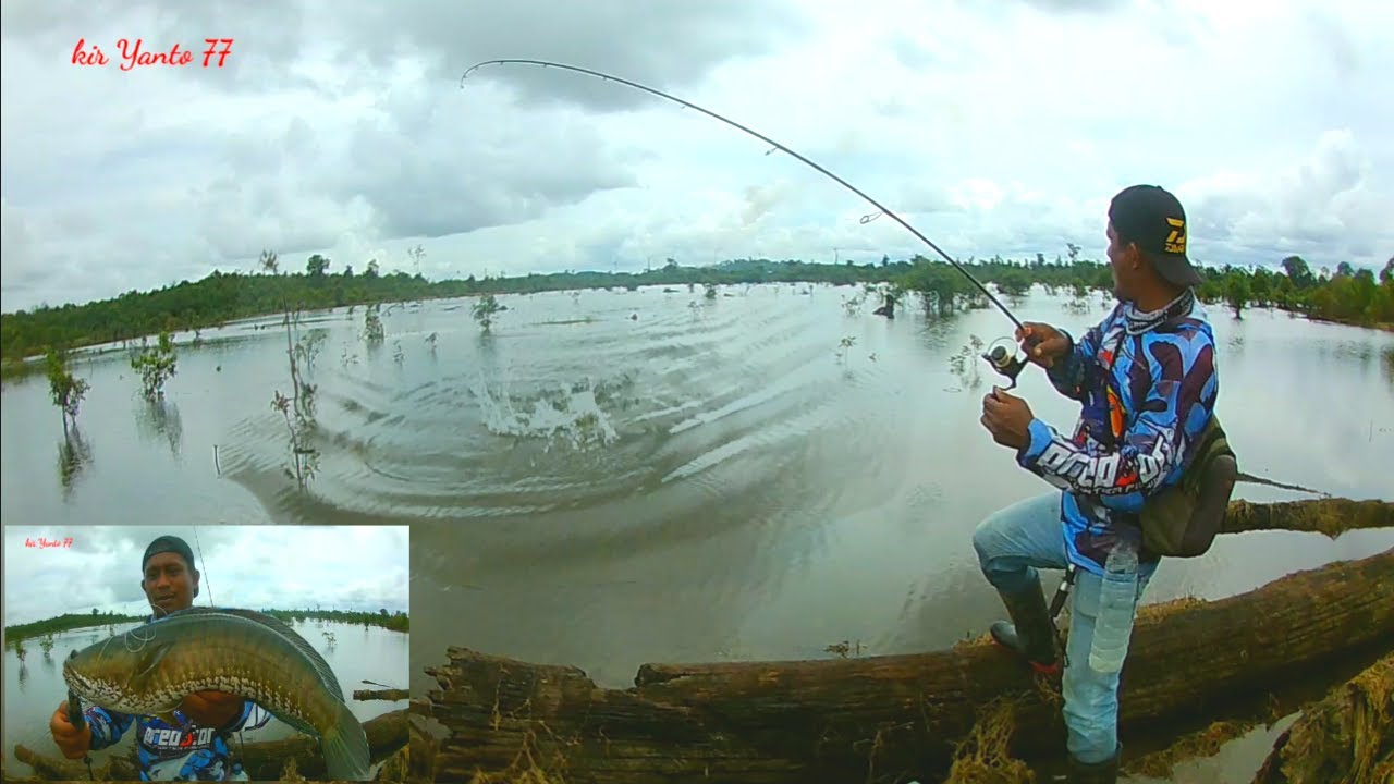 TARIKANNYA SEPERTI MANCING LEMBAT MONSTER MANCING IKAN GABUS BESAR || kir Yanto 77