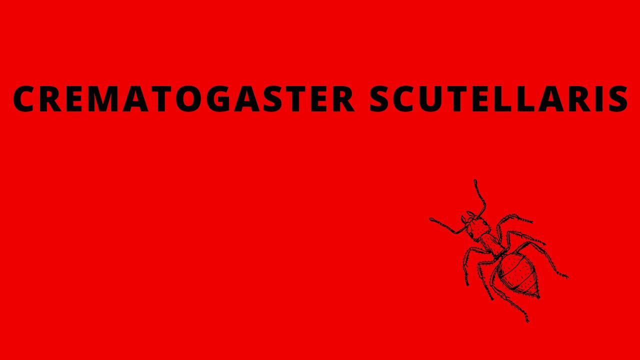 Crematogaster scutellaris kolonies eten meelworm | Timelaps