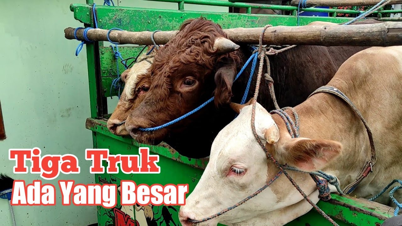 Sapi Datang 3 Truk Stok Grosir Sapi HR Farm Membludak