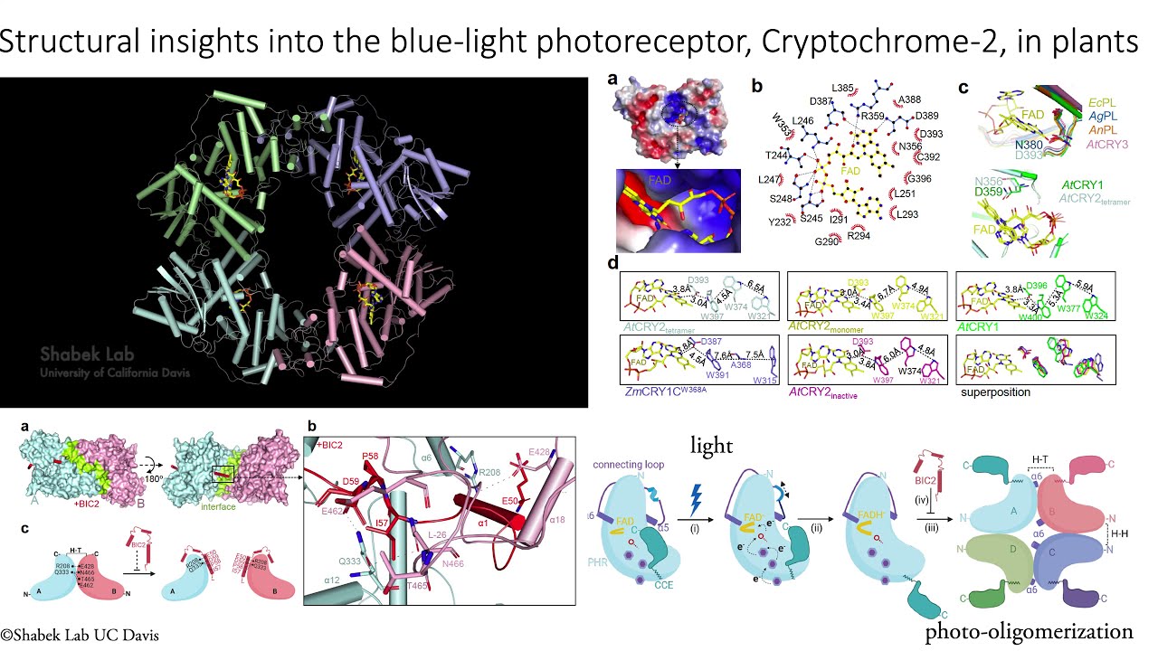 Structural insights into plant blue-light photoreceptor Cryptochrome 2 (Shabek Lab - UC Davis)