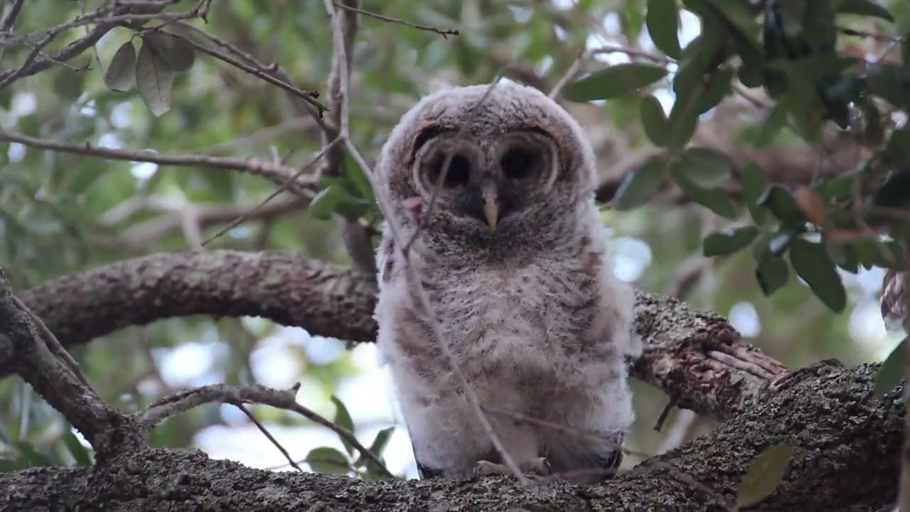 Barred owls a Short OWL MOVIE