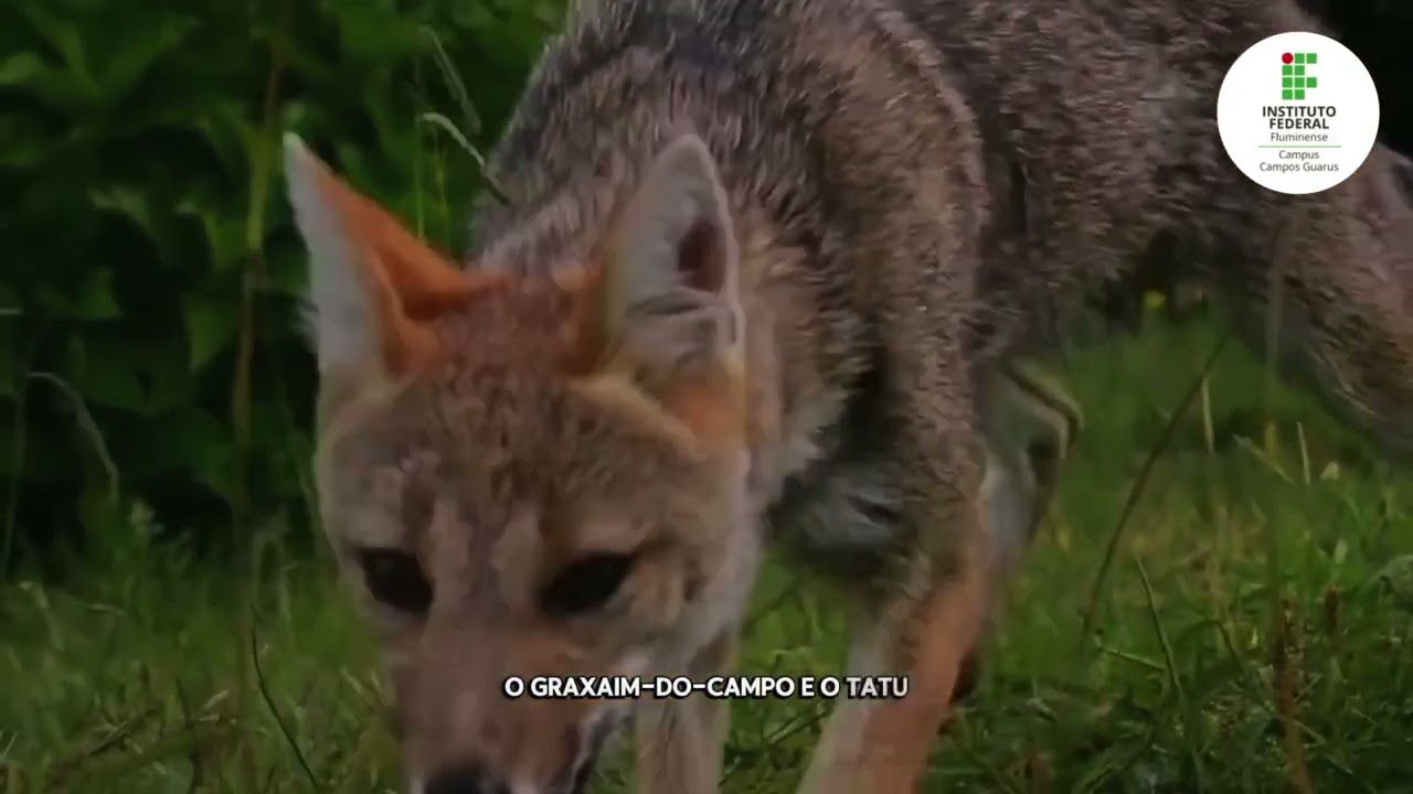 Tudo sobre o Pampa explicado fácil