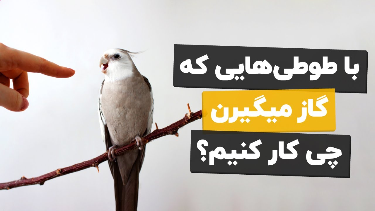 😬گاز گرفتن طوطی ها و راه حل ترک این رفتار بدشون