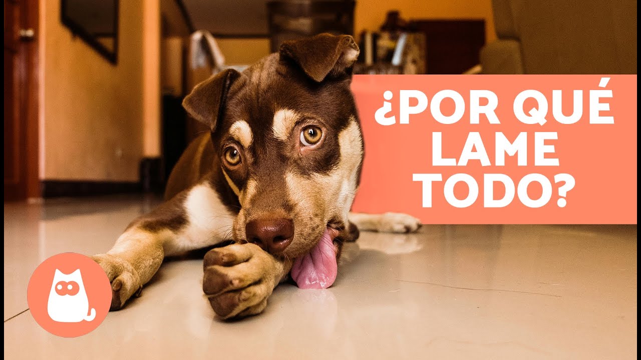 ¿Por qué Mi PERRO LAME TODO desesperadamente? 🐶👅 (6 Causas del Lamido Excesivo en Perros)