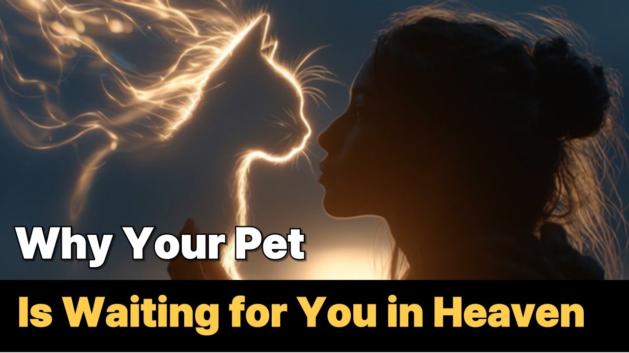 Why Your Pet Is Waiting for You in Heaven!?