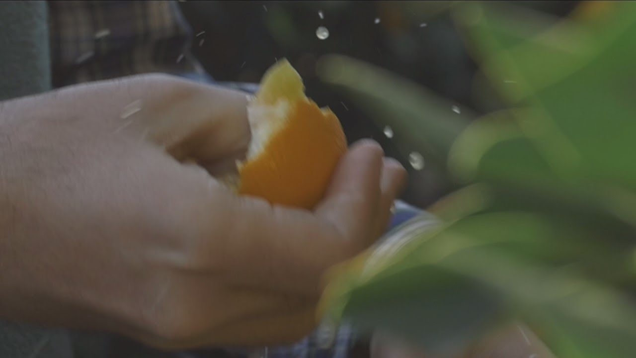 Historia y valores de Naranjas del Carmen